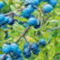 Preview: Nature Vogelschutznetz Nano 5 x 4 m Blau