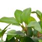 Preview:  Künstliche Pflanze Lorbeerbaum mit Topf Grün 40 cm