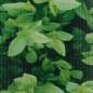 Preview:  Garten-Sichtschutz PVC 35x0,19 m Grün