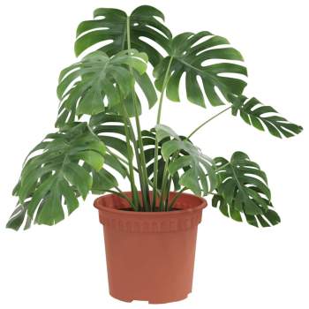 Preview: 42020263_3.jpg