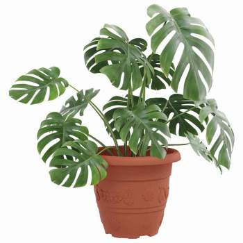 Preview: 42020279_3.jpg